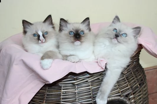 splendidi gattini ragdoll in cerca di una nuova casa