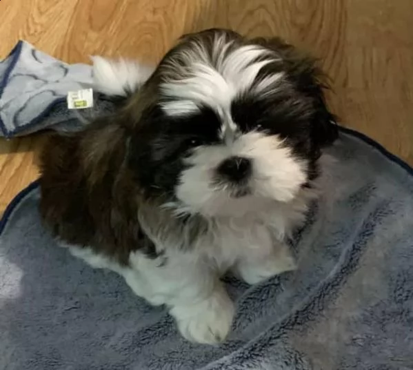 cuccioli di shih tzu | Foto 0