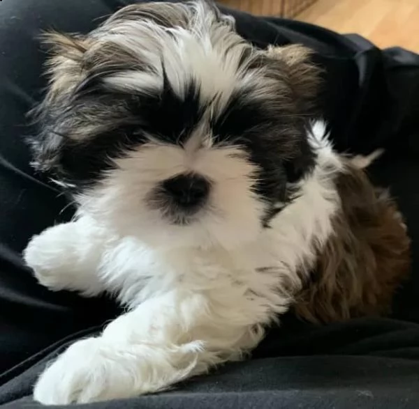 cuccioli di shih tzu