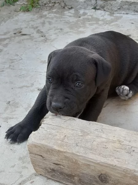 cuccioli di pitbull  | Foto 2