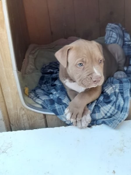 cuccioli di pitbull  | Foto 0