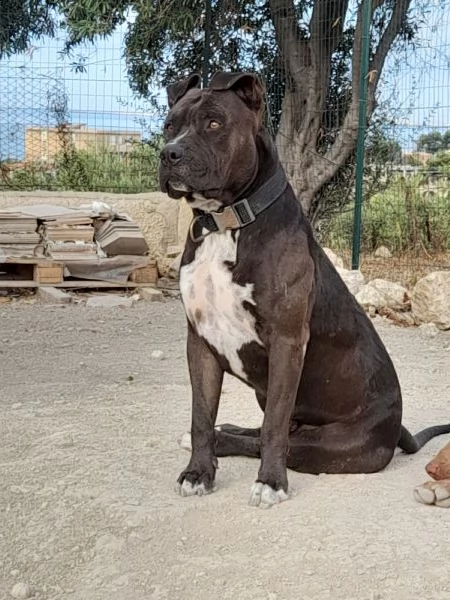 cuccioli di pitbull 