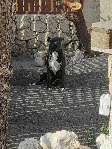 cucciolo  pitbull  | Foto 1