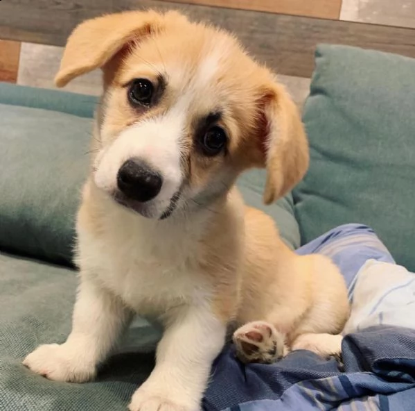 cuccioli teneri per ladozione