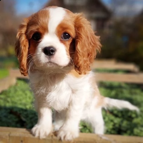regalo cuccioli cavalier king charles