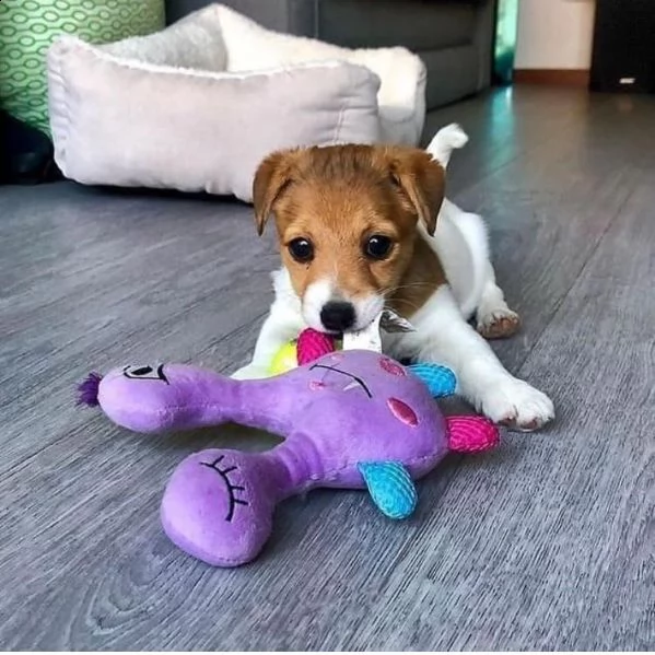 iygyig regalo per cuccioli di jack russell