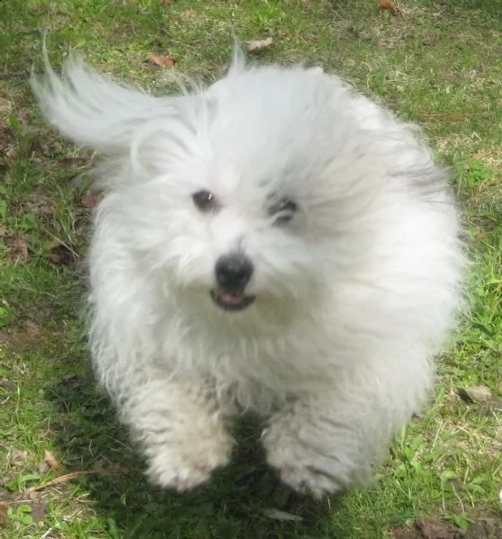 cuccioli di introvabili coton de tulear | Foto 4