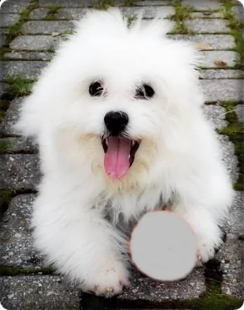 cuccioli di introvabili coton de tulear | Foto 3