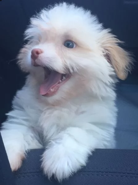 cuccioli di introvabili coton de tulear | Foto 2