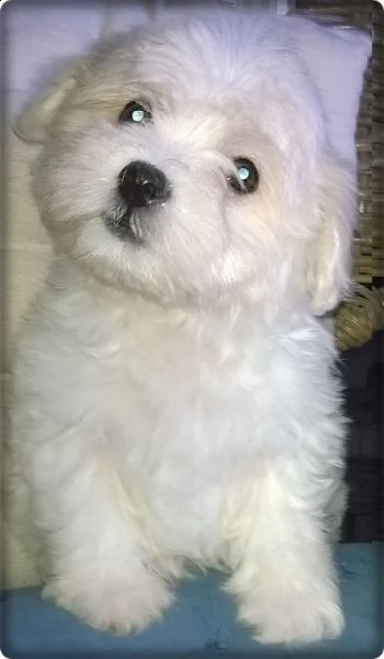 cuccioli di introvabili coton de tulear | Foto 1