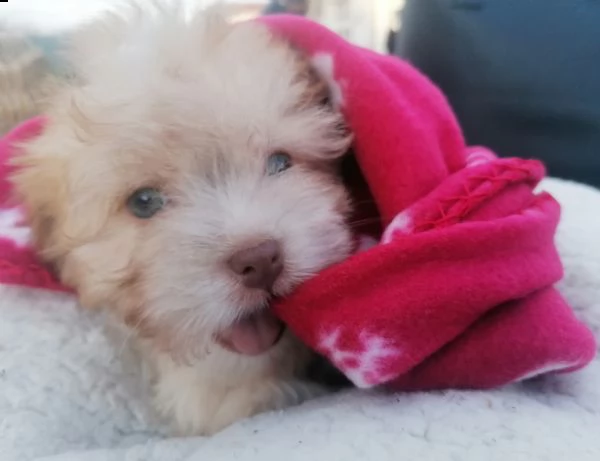 cuccciolata di rarissimi coton de tulear | Foto 3
