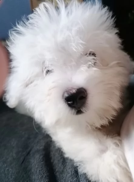 cuccciolata di rarissimi coton de tulear | Foto 2