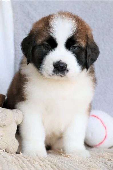 cuccioli san bernardo | Foto 0