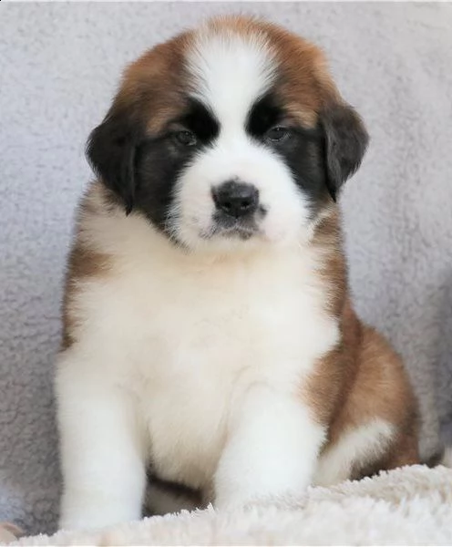 cuccioli san bernardo