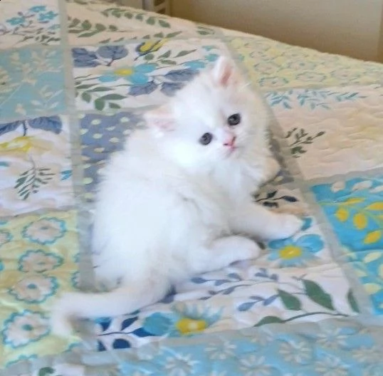 meravigliosi gattini munchkin con pedigree