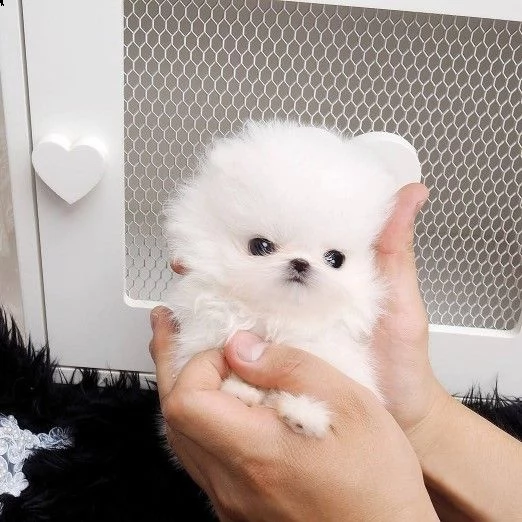 cuccioli volpino pomerania toy di due mesi