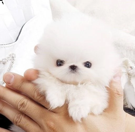 eccellenti cuccioli di pomerania toy