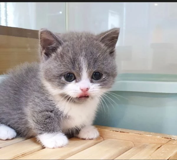 stupendi munchkin gattini