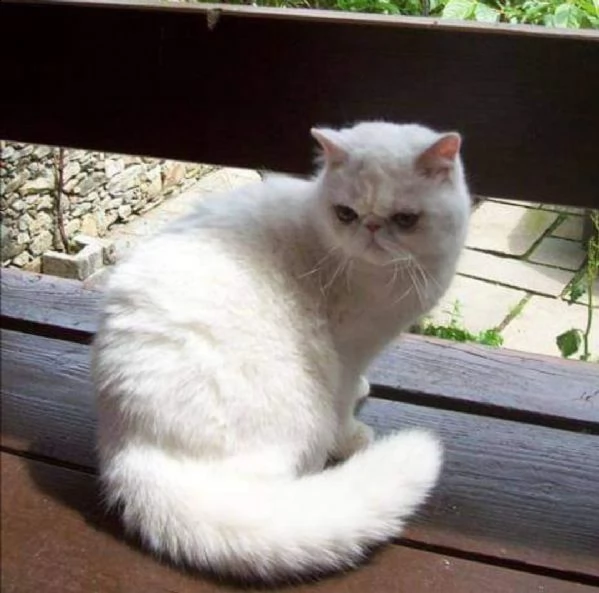 gatta exotic bianca adulta