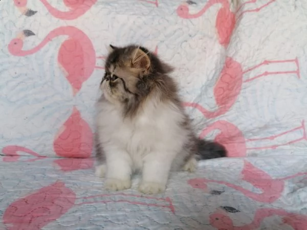 cucciolo persiano maschio  | Foto 1