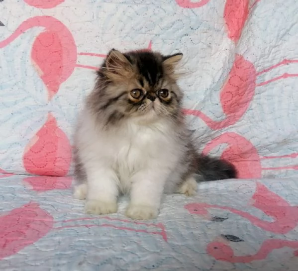 cucciolo persiano maschio  | Foto 0
