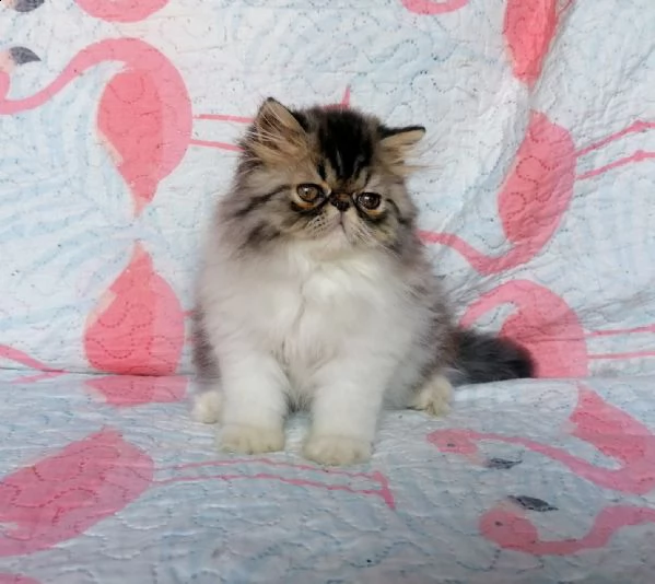 cucciolo persiano maschio 