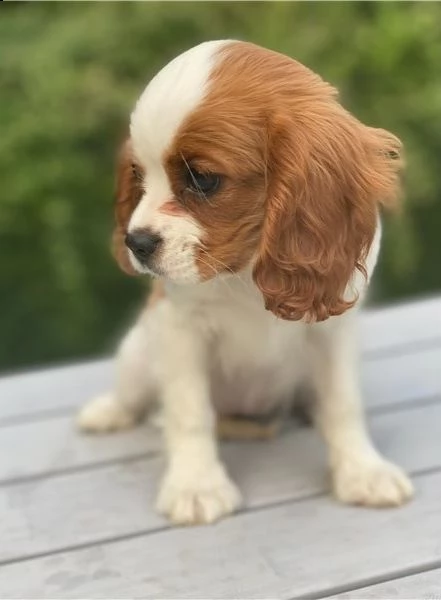  cuccioli di cavalier king  femminucce e maschietti per ladozione