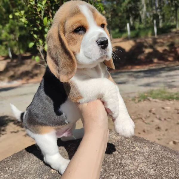 cuccioli di beagle | Foto 2