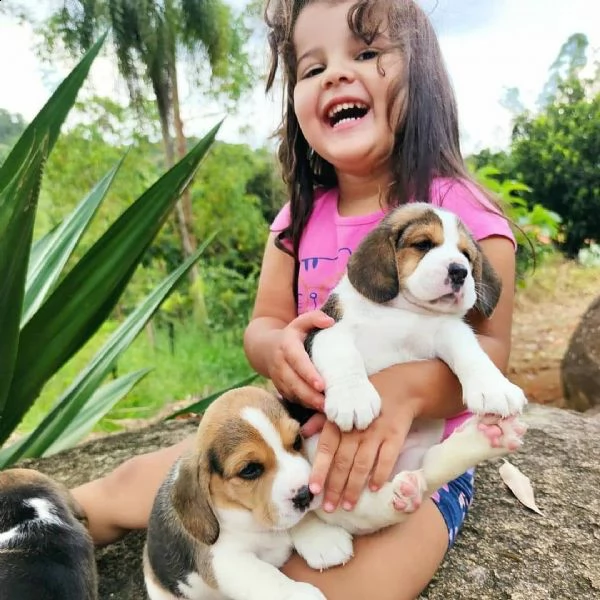 cuccioli di beagle | Foto 1