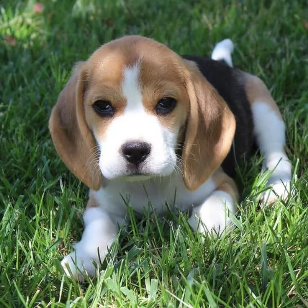 cuccioli di beagle | Foto 0