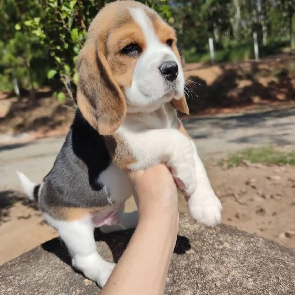 cuccioli di beagle