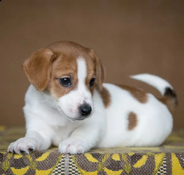 cuccioli di jack russell maschio e femmina da regalare