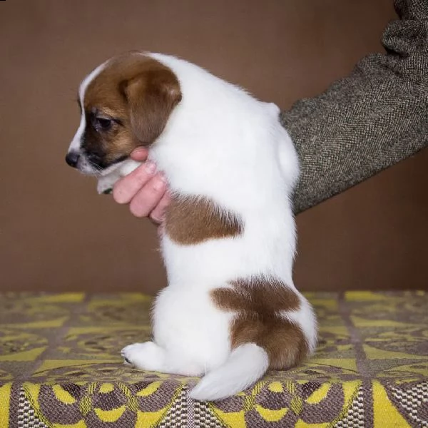 cuccioli di jack russell maschio e femmina da regalare | Foto 0