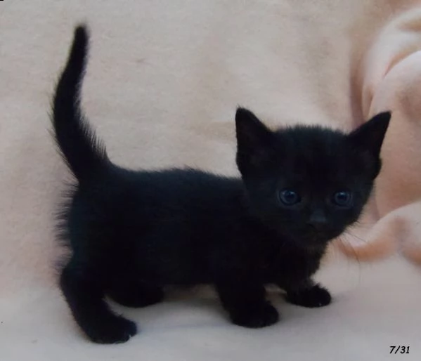 bianca e nera munchkin gattini