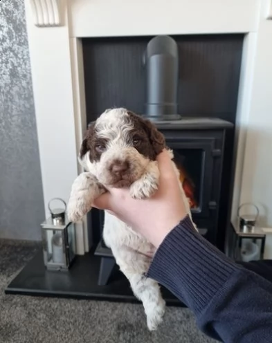 cuccioli lagotto romagnolo