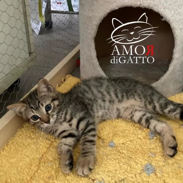 adotta delfo | Foto 3