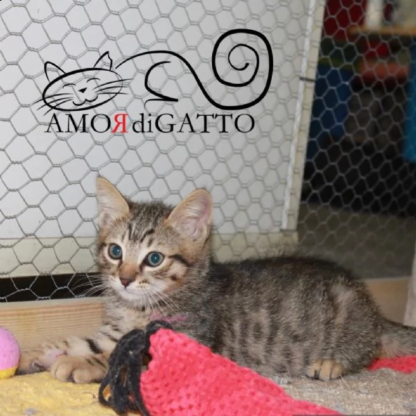adotta delfo | Foto 0