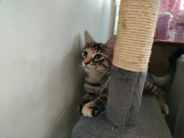 adozione: gretel | Foto 2