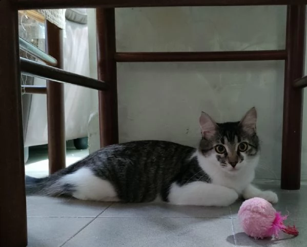 adozione: tino il malandrino  | Foto 0