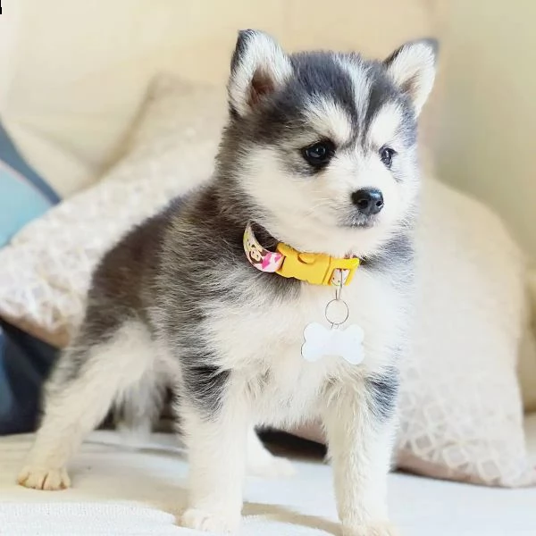 bellissimi cuccioli di pomsky | Foto 1