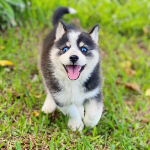 bellissimi cuccioli di pomsky