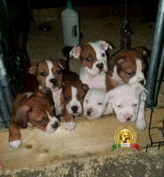 american staffordshire terrier cuccioli amstaff
