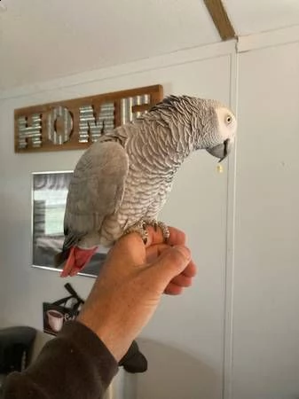 pappagallo cenerino africano molto bello  pappagallo dei pappagalli grigi africani pappagalli gri