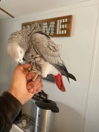 pappagallo grigio africano parlante