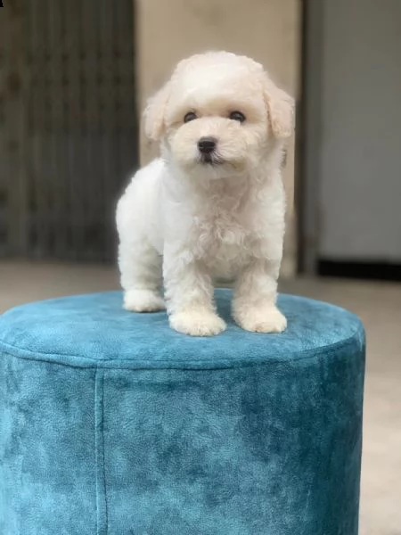 cuccioli di cane barboncino toy
