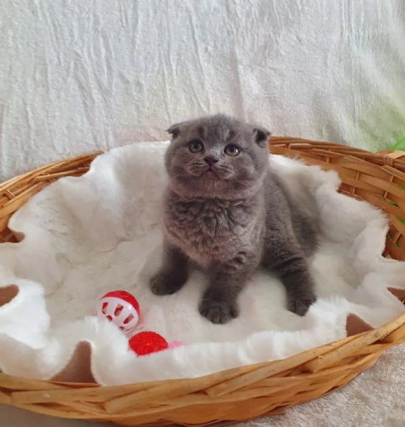 Scottish fold straight  | Foto 4