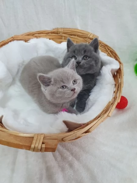 Scottish fold straight  | Foto 2