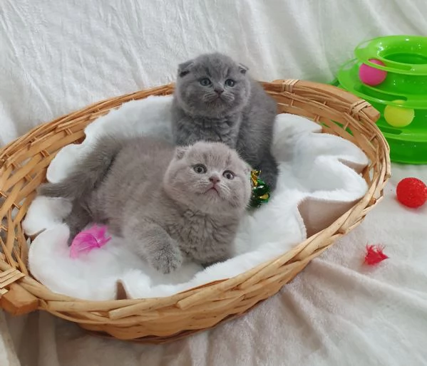 Scottish fold straight  | Foto 1