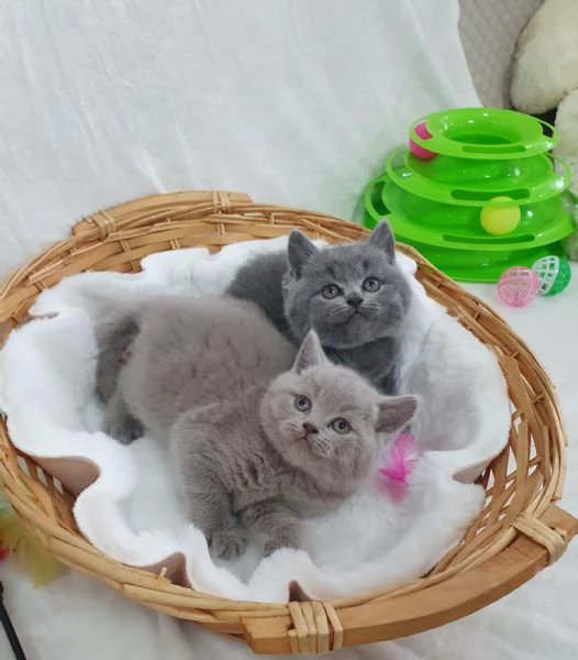 Scottish fold straight  | Foto 0