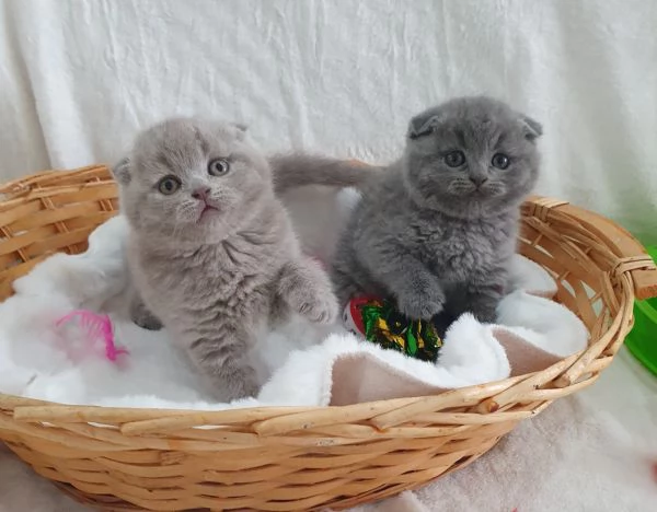 Scottish fold straight 